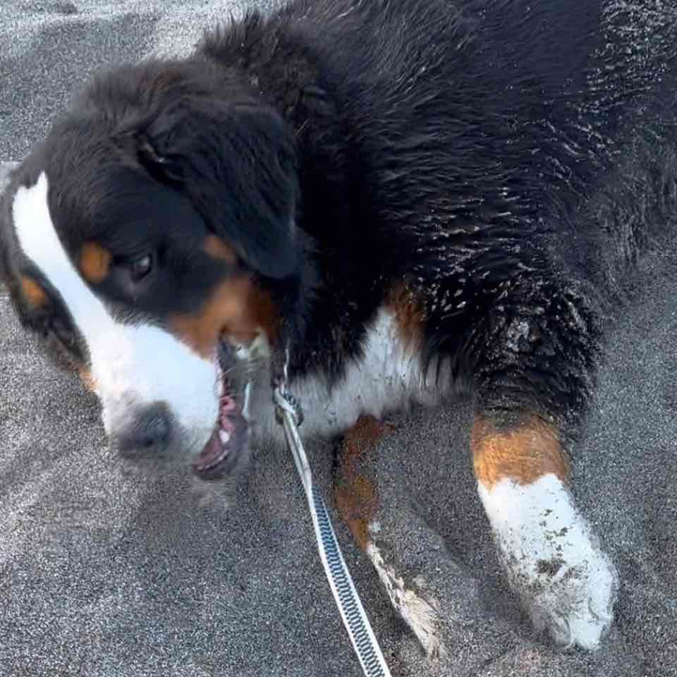 バーニーズのおはぎ