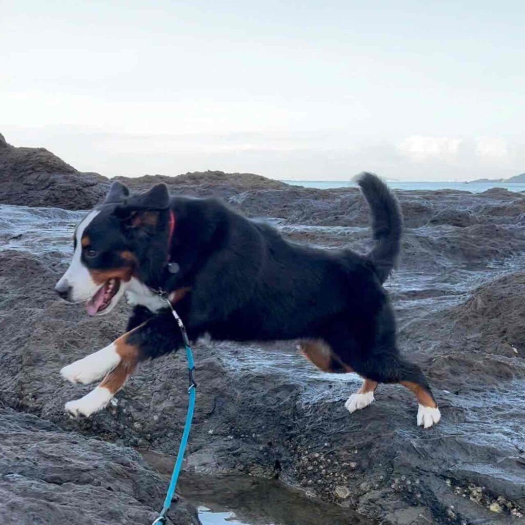 バーニーズ、真夏のお散歩