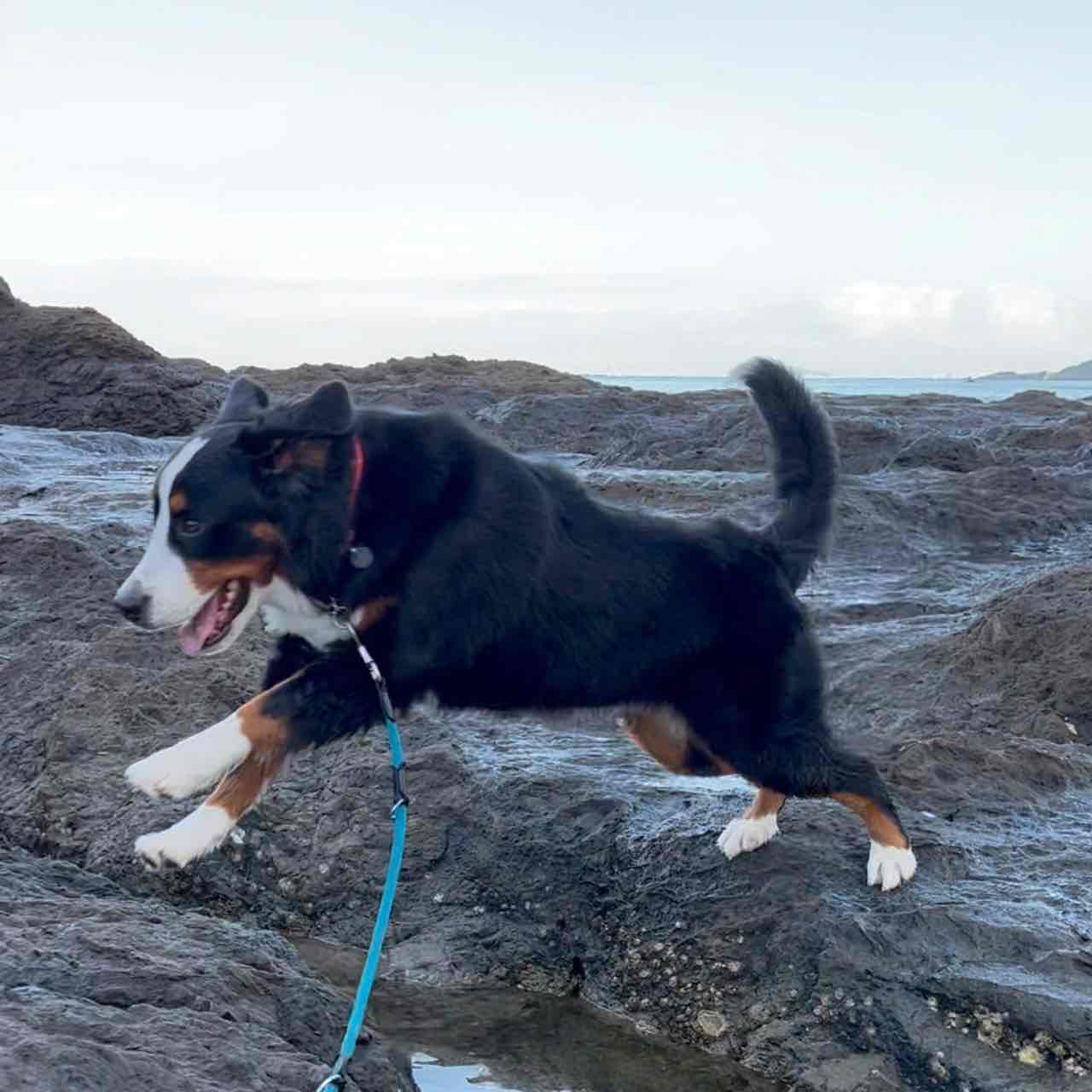 バーニーズ、真夏のお散歩