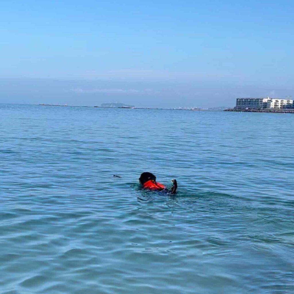 泳げ！バーニーズ