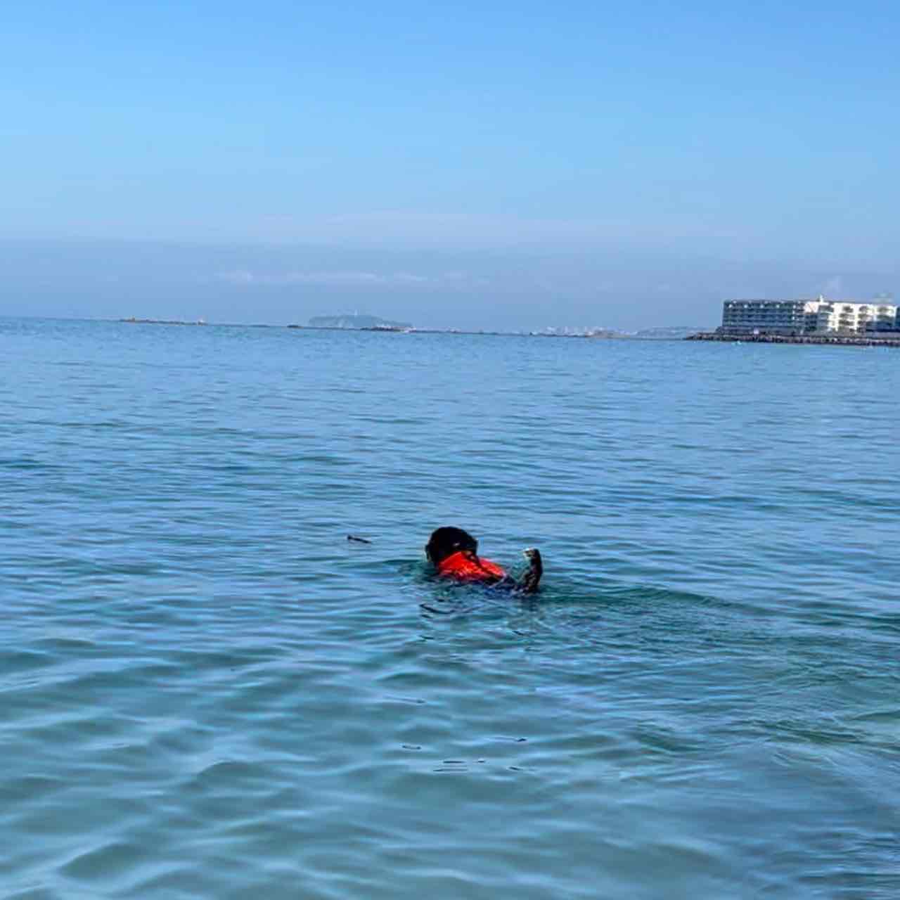 泳げ！バーニーズ