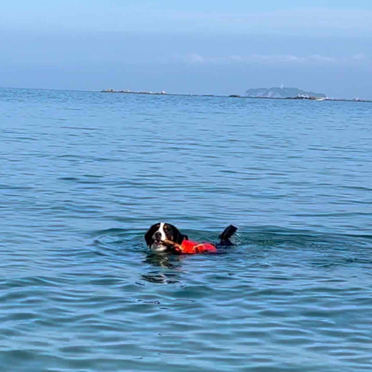 プライバシーポリシー