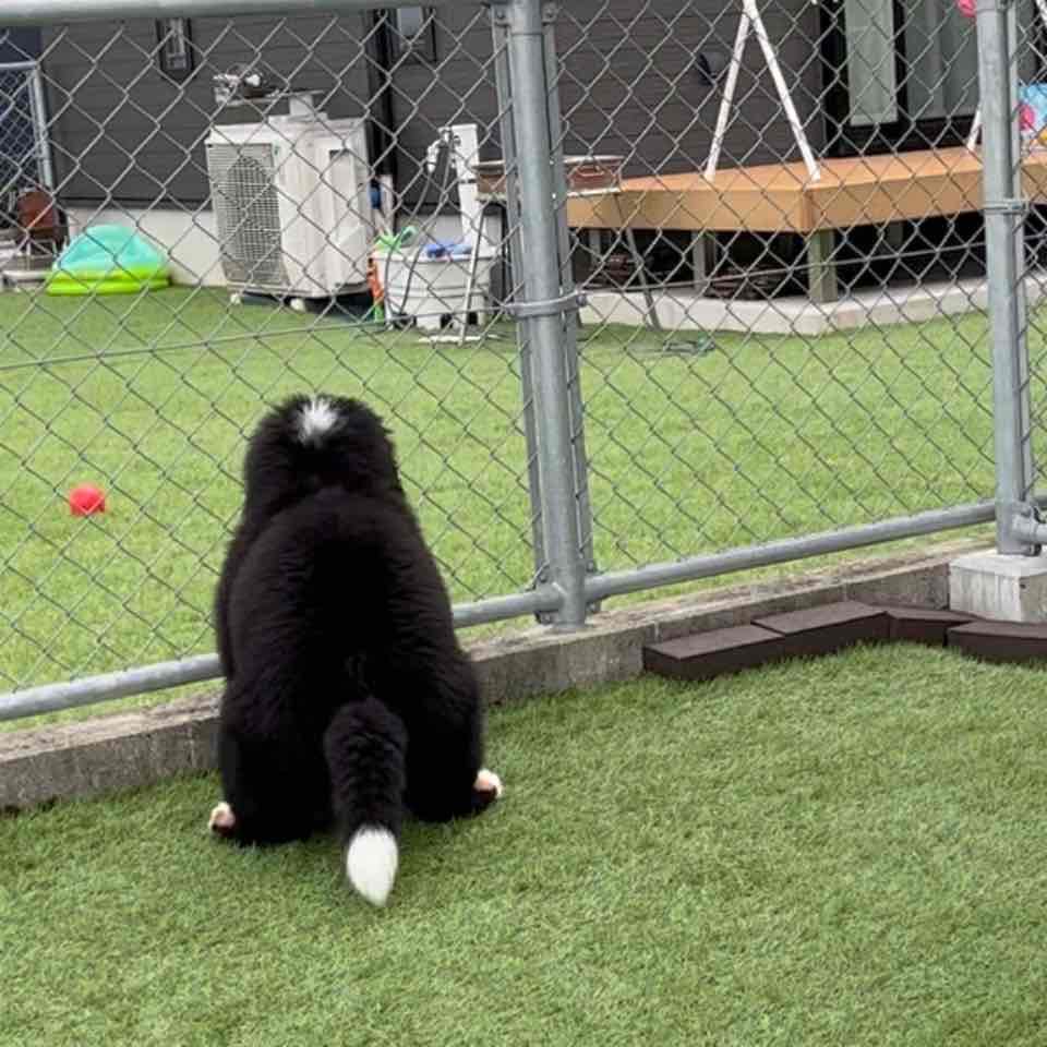 バニの子犬に逢いにいきました