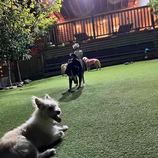 久々、ドッグランへ