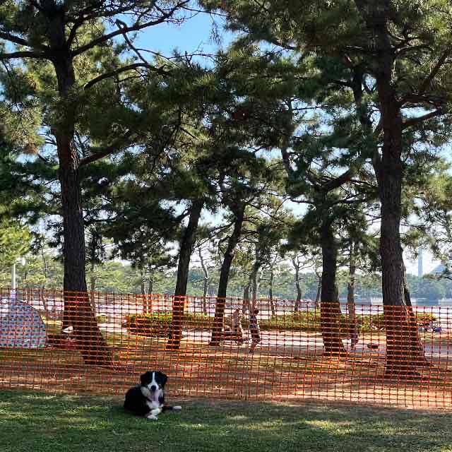 リメンバー23 ドッグランキャラバンに行きました