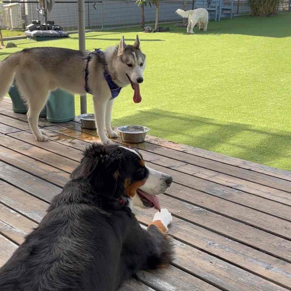 リメンバー23 犬同士のウマについて