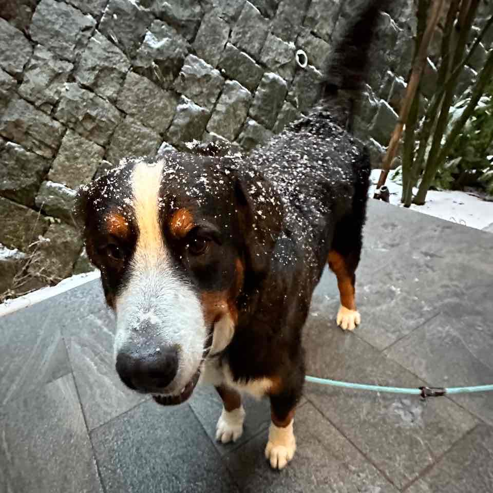 リタ、初めての雪