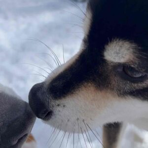 リタ初めての雪遊び旅 2