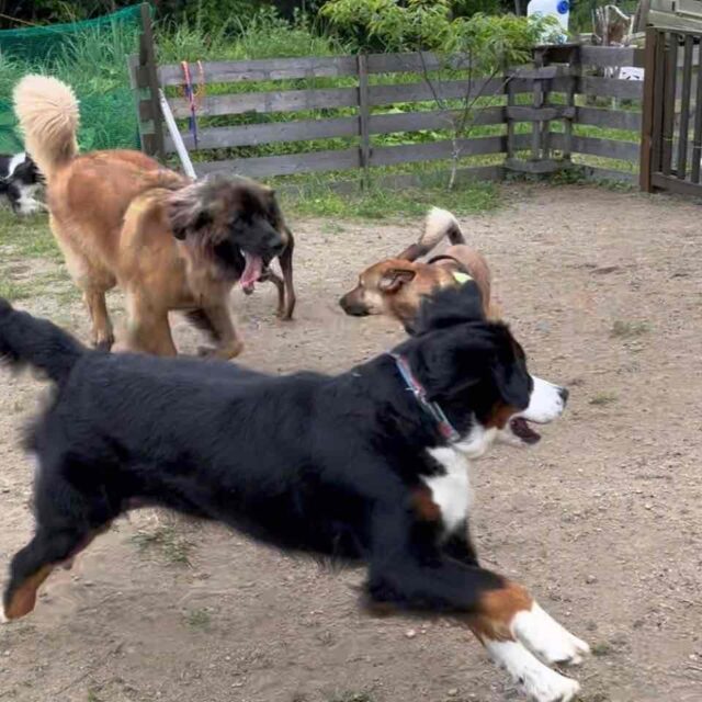 走る！バーニーズ