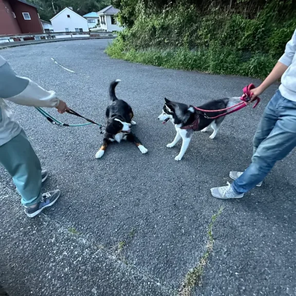 「歩きたいくない」はどこいった？レイちゃんに会ってテンションUP！