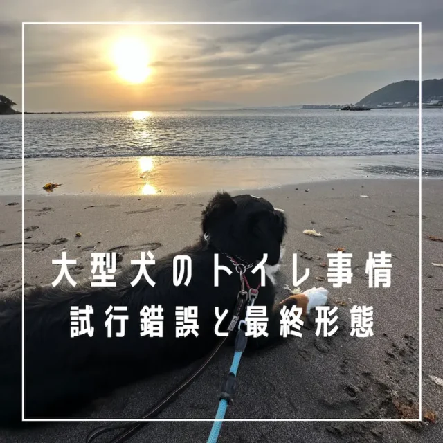 大型犬のトイレ事情、試行錯誤とトイレの最終形態