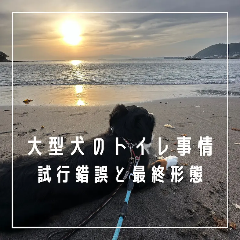 大型犬のトイレ事情、試行錯誤とトイレの最終形態