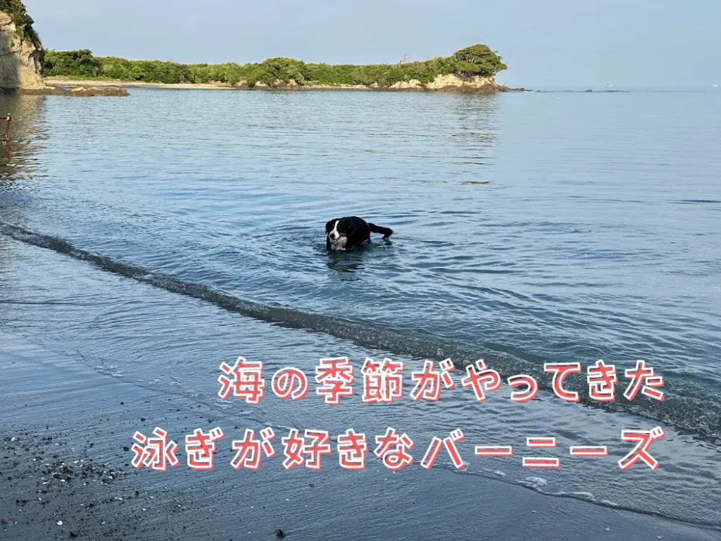 海の季節がやってきた、泳ぎが好きなバーニーズ