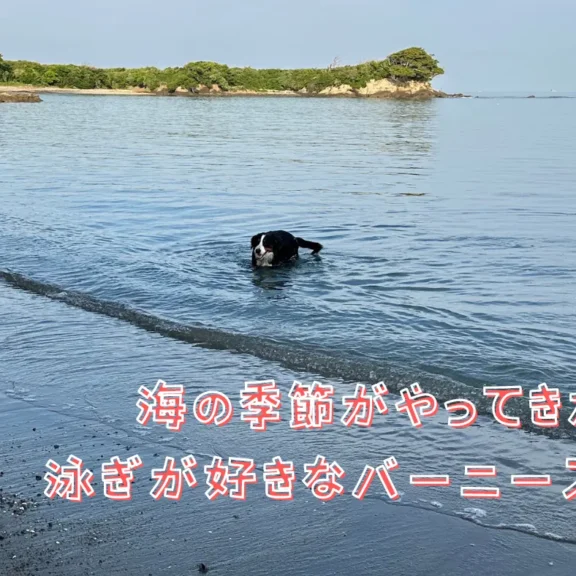 海の季節がやってきた、泳ぎが好きなバーニーズ