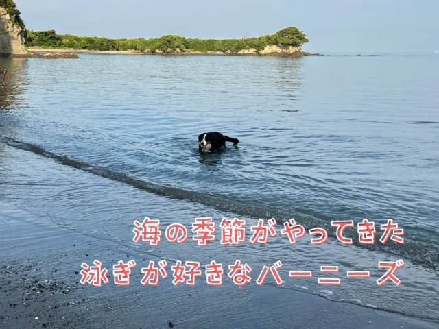 海の季節がやってきた、泳ぎが好きなバーニーズ